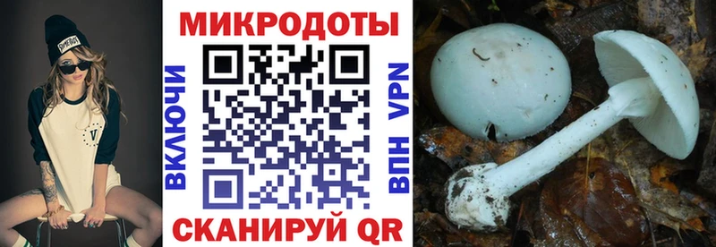 Псилоцибиновые грибы Psilocybe Южноуральск